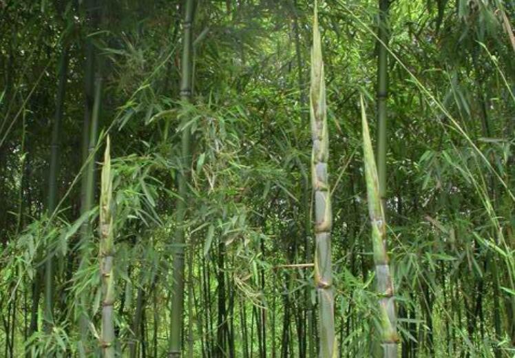 篌竹_360百科