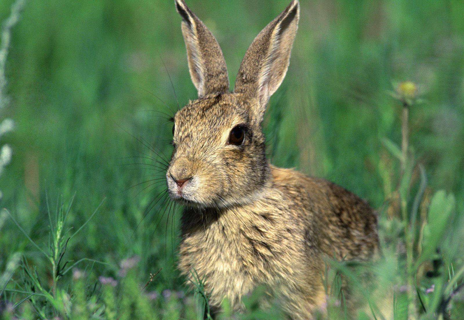 森林里的白尾长耳大野兔照片摄影图片_ID:323972639-Veer图库