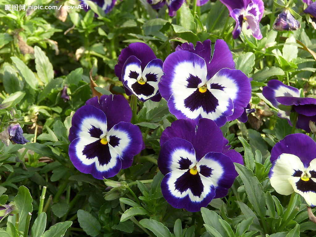紫蝴蝶花怎么养 - 花友之家
