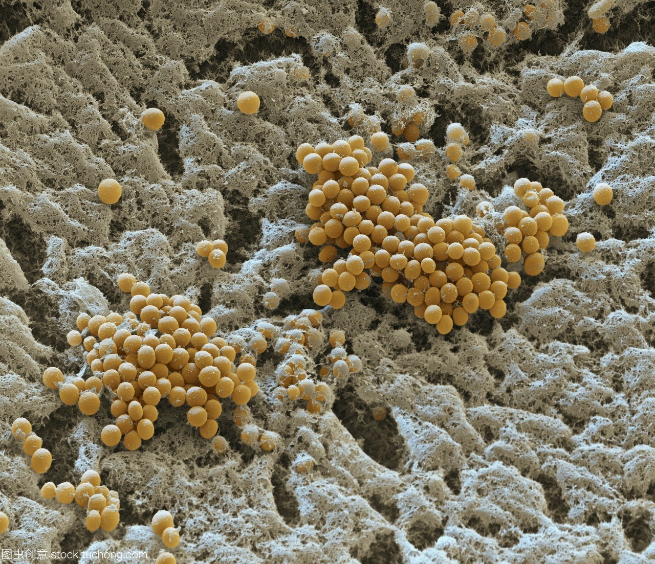 图6 孢子形态特征-大型真菌-图片